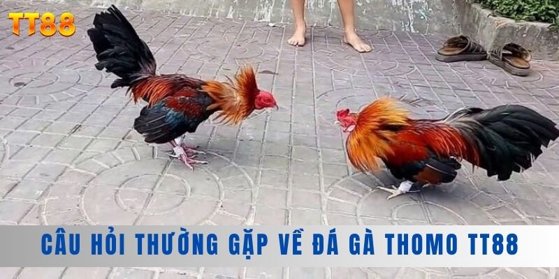 Câu hỏi thường gặp về đá gà Thomo TT88 Câu hỏi thường gặp về đá gà Thomo TT88