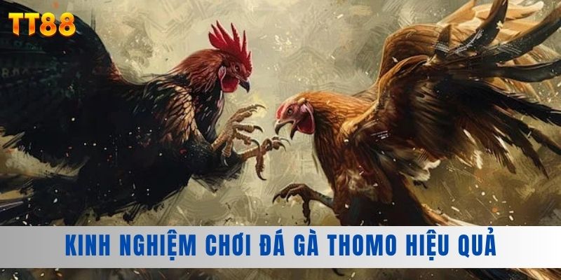 Kinh nghiệm chơi đá gà Thomo hiệu quả Kinh nghiệm chơi đá gà Thomo hiệu quả