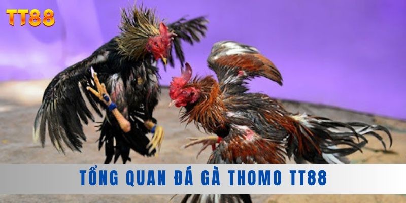 Tổng quan đá gà Thomo Tổng quan đá gà Thomo